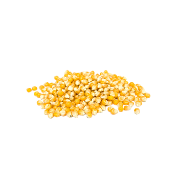  Popcorn Seeds near me 